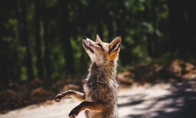 白天站在树林附近的棕色狐狸